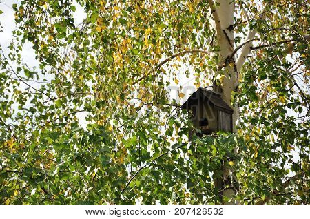 Wooden birdhouse for birds on birch tree in foliage .