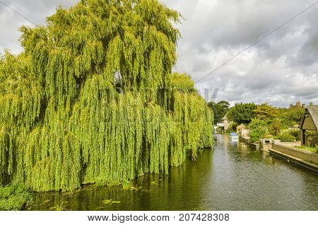 Willow tree on the river Greta Ouse at Godmanchester, a scenic village in cambridgeshire