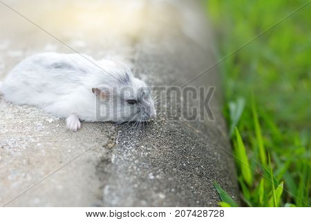 Hamster winter white sleping with soft light