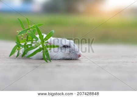 Hamster winter white sleping with soft light