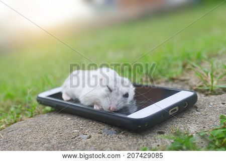 Hamster winter white sleping on smart phone