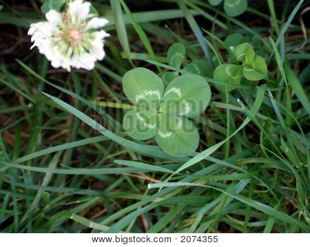 Štěstí 4 Leaf Clover 07