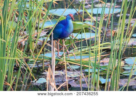 Purple swamphen wading out on marsh Lake