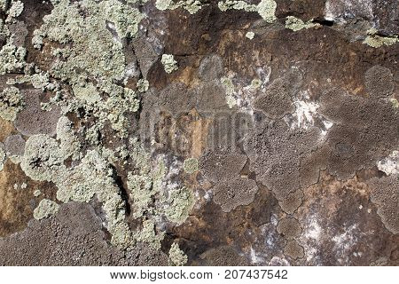 The surface of the old dark stone covered with green and white moss.