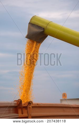 Combine harvester auger unloading harvested corn into tractor trailer. Agricultural machinery and equipment work in the field of cultivated maize crop.