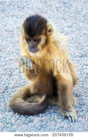 Hungry Capuchin monkey dines on the ground. Wild animal.