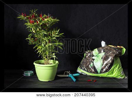 Plant transplantation. Hot pepper in a pot, spatula and rake on a wooden table close-up