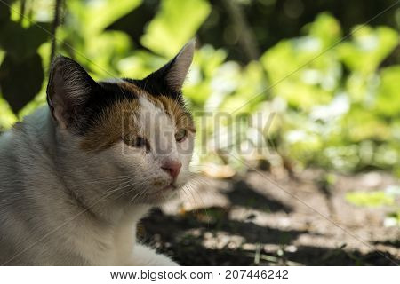 Colored cat lies and languid eyes looking into the distance