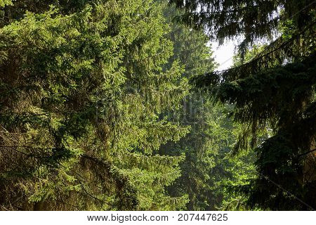 Fir branches in sunlight in a green forest