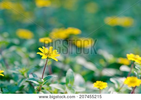 Yellow Daisy Cota tinctoria golden marguerite perennial