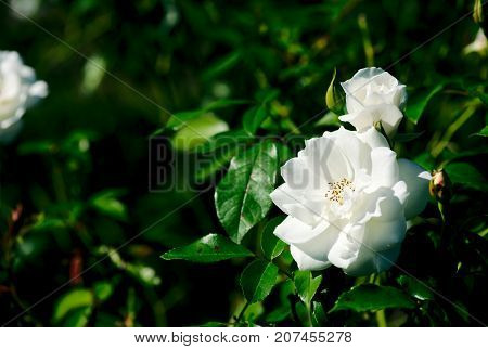Iceberg Floribunda Rose Rosa Korbin flower plant bloom