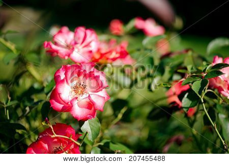 Betty Boop Rose Yellow blend Floribunda plant