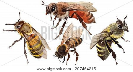 Exotic bee wild insect in a watercolor style isolated. Full name of the insect: bee, honeybee. Aquarelle wild insect for background, texture, wrapper pattern or tattoo.