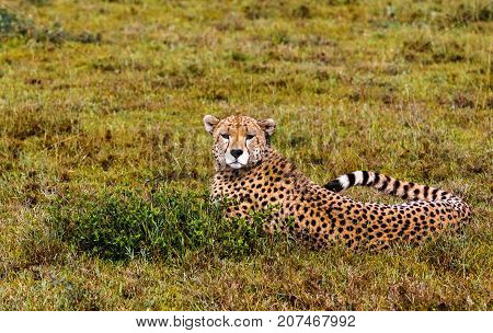 Cheetah resting on the grass in the Serengeti, Tanzania