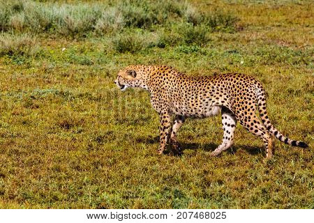 The cheetah creeps up. Serengeti, Tanzania. Eastest Africa