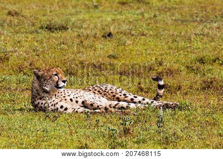 Cheetah resting. Savanna of Serengeti, Tanzania. Eastest Africa