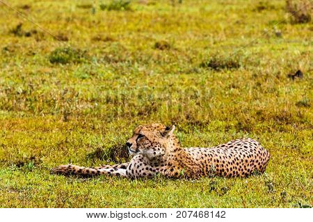 Cheetah resting on the grass. Serengeti, Tanzania