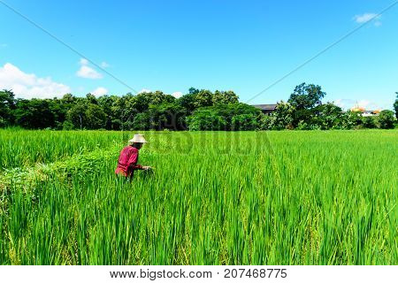LampangThailand. September 192017. Farmers wearing red shirt and hat to protect sunlight during farming in the organic rice paddy field with blue sky and cloud on sunny day at north part of thailand