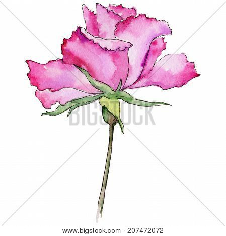 Wildflower rose flower in a watercolor style isolated. Full name of the plant: rose. Aquarelle wild flower for background, texture, wrapper pattern, frame or border.