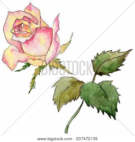 Wildflower rose flower in a watercolor style isolated. Full name of the plant: rose. Aquarelle wild flower for background, texture, wrapper pattern, frame or border.