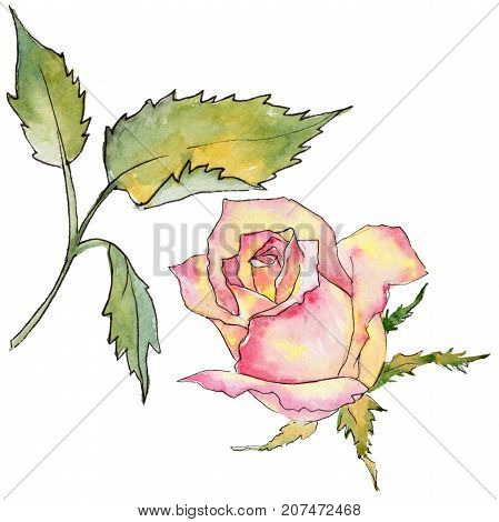 Wildflower rose flower in a watercolor style isolated. Full name of the plant: rose. Aquarelle wild flower for background, texture, wrapper pattern, frame or border.