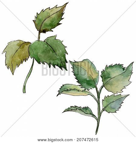 Wildflower rose leaf flower in a watercolor style isolated. Full name of the plant: rose leaf. Aquarelle wild flower for background, texture, wrapper pattern, frame or border.