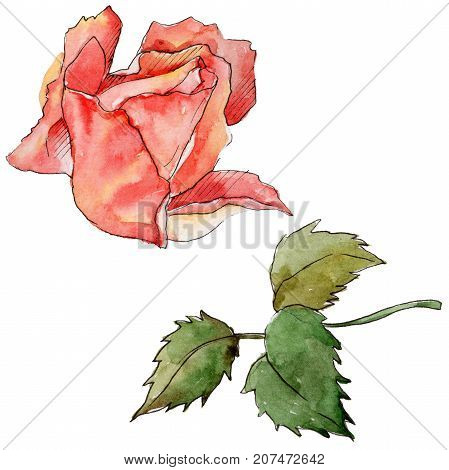 Wildflower rose flower in a watercolor style isolated. Full name of the plant: rose. Aquarelle wild flower for background, texture, wrapper pattern, frame or border.