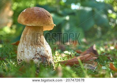 One Brown Mushroom, Lurid Bolete, In The Woods.