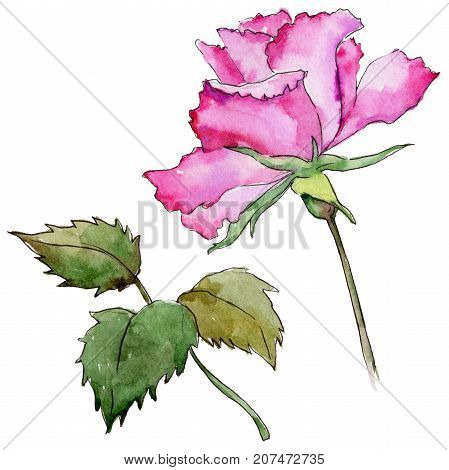 Wildflower rose flower in a watercolor style isolated. Full name of the plant: rose. Aquarelle wild flower for background, texture, wrapper pattern, frame or border.