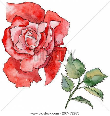 Wildflower rose flower in a watercolor style isolated. Full name of the plant: rose. Aquarelle wild flower for background, texture, wrapper pattern, frame or border.