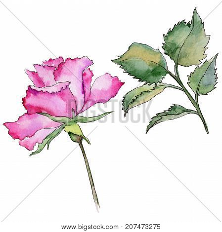 Wildflower rose flower in a watercolor style isolated. Full name of the plant: rose. Aquarelle wild flower for background, texture, wrapper pattern, frame or border.