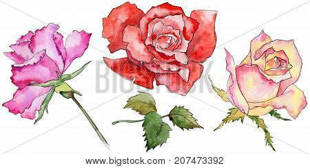 Wildflower rose flower in a watercolor style isolated. Full name of the plant: rose. Aquarelle wild flower for background, texture, wrapper pattern, frame or border.