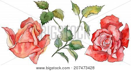 Wildflower rose flower in a watercolor style isolated. Full name of the plant: rose. Aquarelle wild flower for background, texture, wrapper pattern, frame or border.