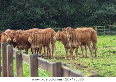 a group of cows in a field next to Lackham Collegein Lacock Somerset EnglandEurope
