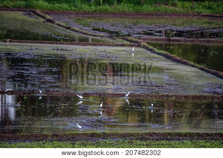 Close-up photograph of paddy fields with crops of rice in Sri Lanka