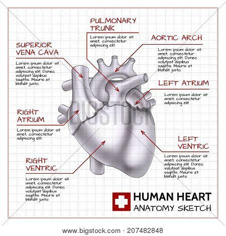 Heart Science Vector Medical Science Vector & Photo (Free Trial) | Bigstock