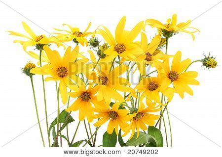Fundo de flores do Topinambur amarelo