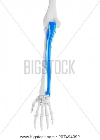 3d rendered medically accurate illustration of the ulna
