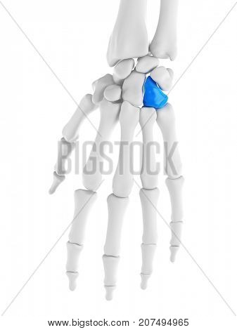 3d rendered medically accurate illustration of the hamate