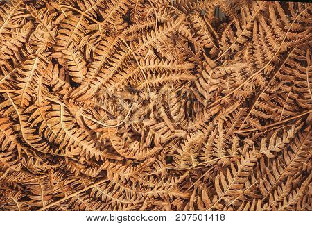 Pattern of autemn dry leaves. Background of old fern bush leaf in forest.