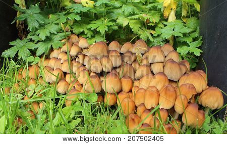 Brown glistening inkcap mushrooms in grass during autumn