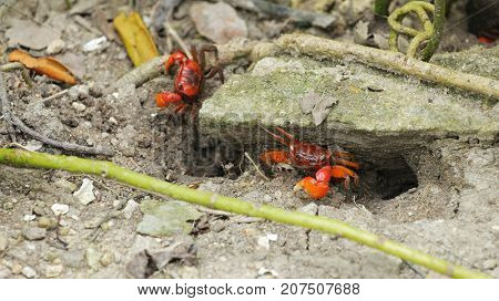 Fiddler Crab 