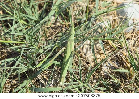 Green Locust, Wing Insect. Pest Of Agricultural Crops. Locusts O