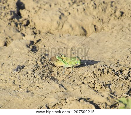 Green Locust, Wing Insect. Pest Of Agricultural Crops. Locusts O