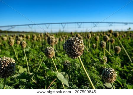 Green field with drip irrigation system hanging above it against blue sky