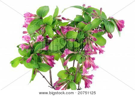 Busch von Rosa Weigelien isoliert