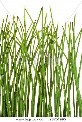 Ordinária de Cavalinha (Equisetum)