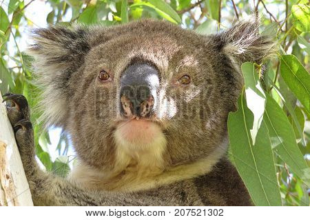 Koala in a Eucalyptus gum tree native marsupial animal in Australian bush