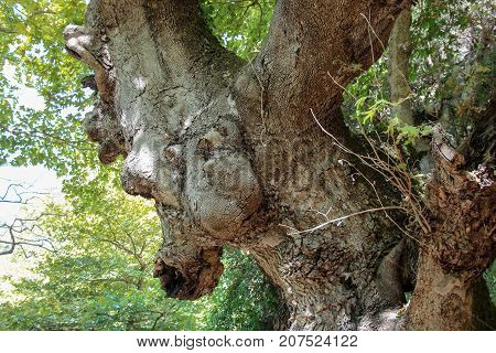 An ancient tree in Gliki Park, at the springs of the Aheron River, Greece.
