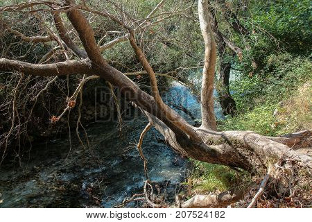 An ancient tree in Gliki Park, at the springs of the Aheron River, Greece.